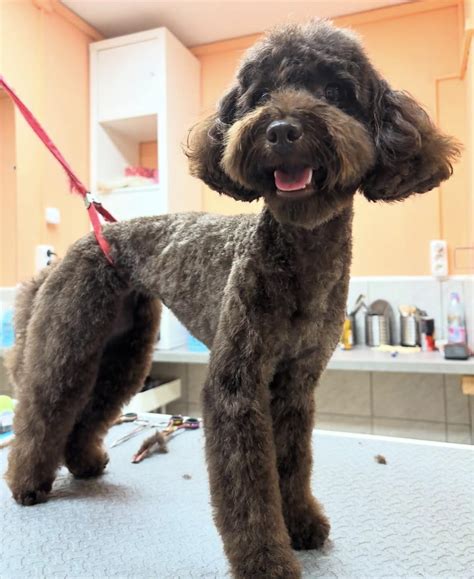 Kutyanyírás lépései