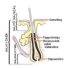 A haj keratin szerkezete