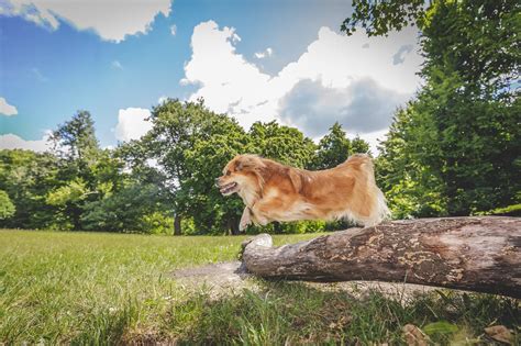 kép egy kutyáról szemkötővel