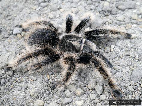 Általános kép a Tliltocatl albopilosus gyakori tartási körülményeiről