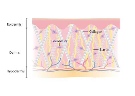 Infografika: bőr dermis rétegei, rostok (collagen, elastin, HA) és az ECM szerepe