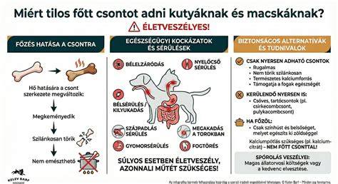 Infografika a kutya fül felépítéséről