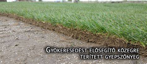 Gyepszőnyeg terítés folyamata - tekercsek kiterítése