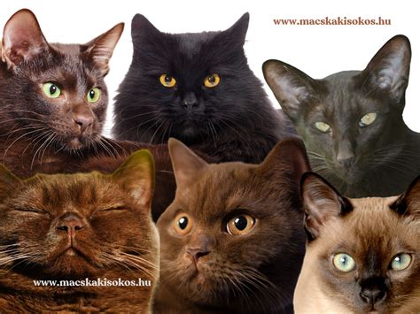 Különböző barna hajszíntónusok