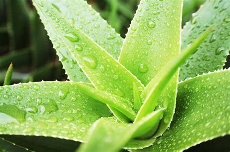 Szépen borotvált bőr közelről, aloe vera növény