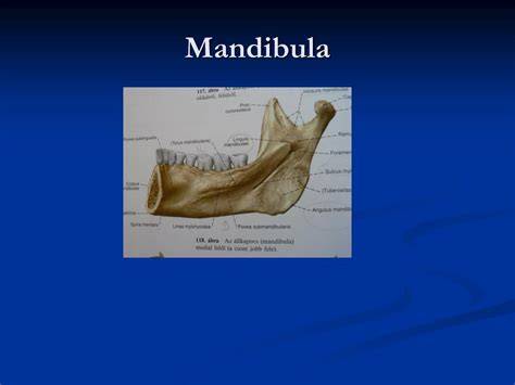 maxilla anatómiája, arcüreg és nyúlványok vizsgálata
