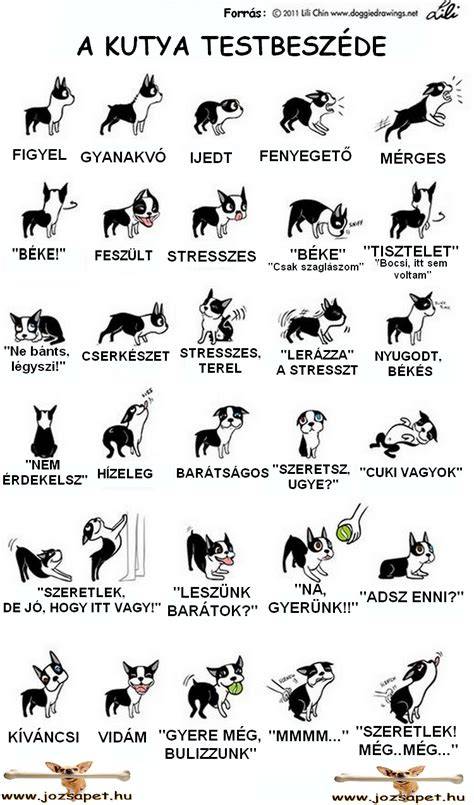 Infografika: Támadó kutya testbeszéde és tünetek