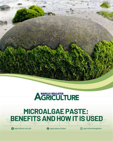 Tahiti microalgae kivonat - erősség