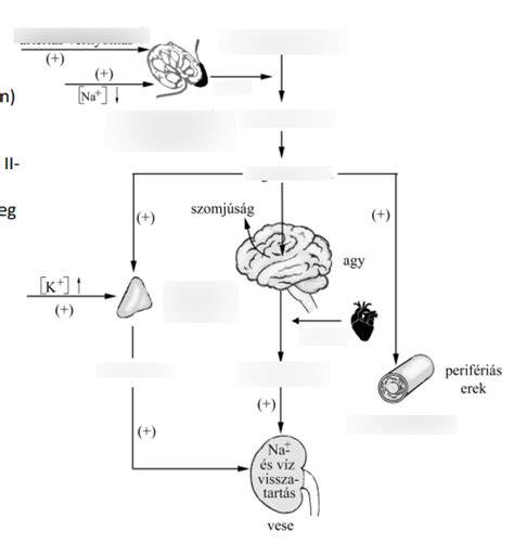 fejbőr faggyútermelés szabályozása diagram