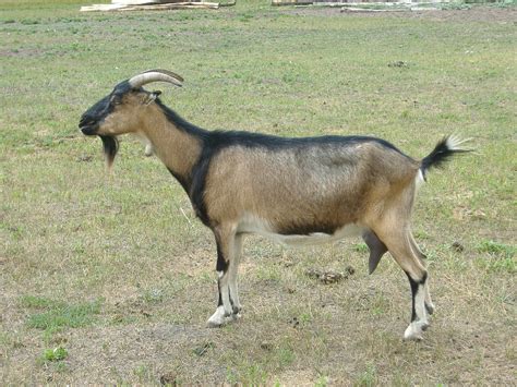 magyar parlagi kecske