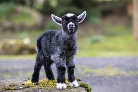 kecske ellés szülőszoba