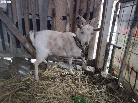 kecske körömvágás