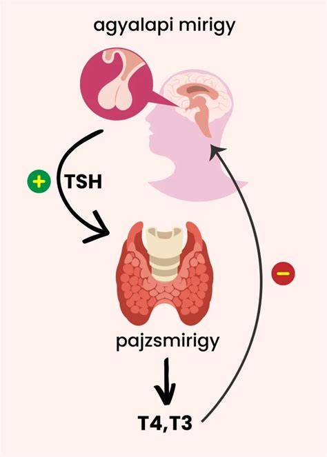 Infografika: Pajzsmirigy működésének áttekintése, TSH, FT3, FT4 kapcsolatai