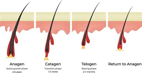 Kép: szőrszálak növekedési ciklusa (anagen, catagen, telogen) diagram