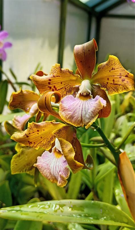 orchidea és sárgabarackmag kivonat közelről