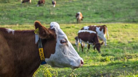 Szarvasmarhák a legelőn