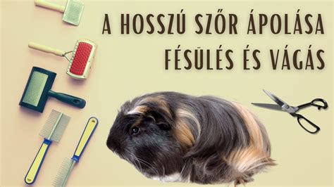 Paróka ápolása: fésülés és szellőztetés