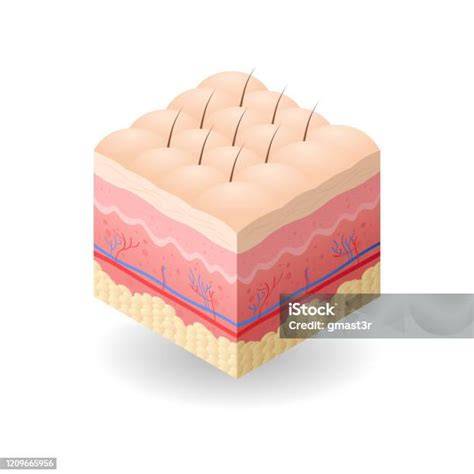 Rekonstruált emberi bőr (EpiSkin) laboratóriumi kép