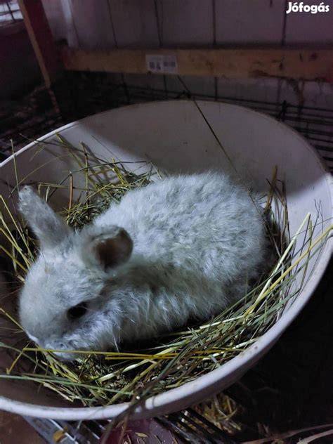 Nyuszi logó a cruelty-free jelölés példája