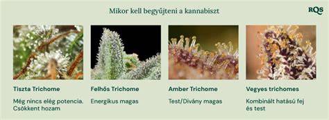 Kannabisz levél és trichómák - kapcsolat a színekkel