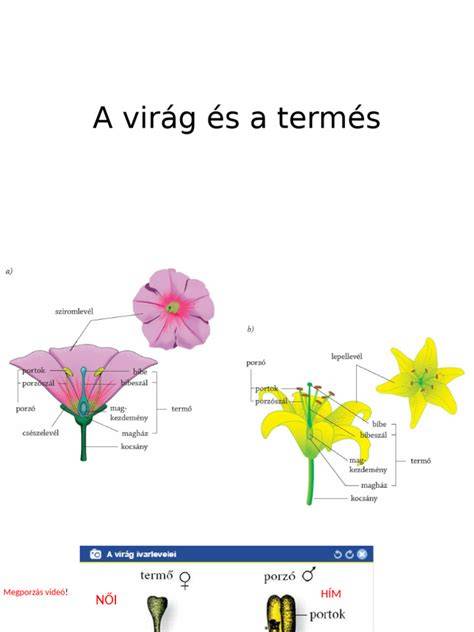 Makadámdiófa és termés betakarítása wand