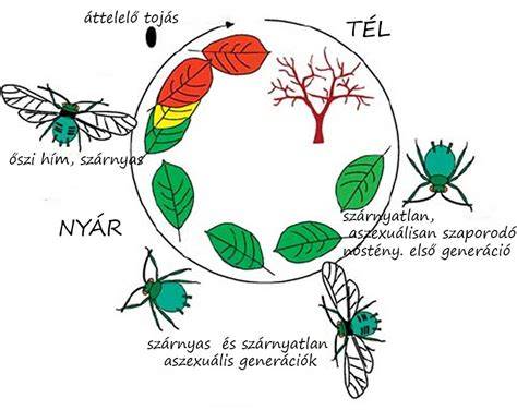 Diagram: bőratka életciklusa és életfeltételei