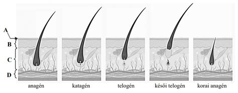 A hajhagyma szerkezete és a melanin termelődése