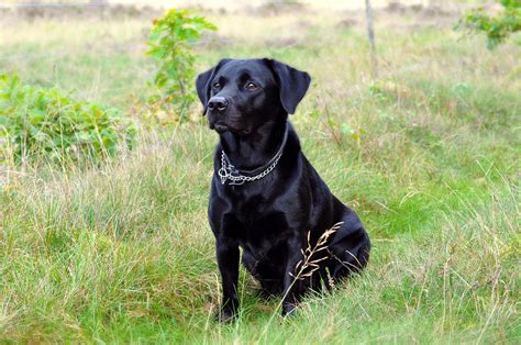 Fekete labrador kutya