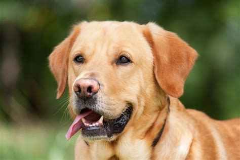 Sárga labrador kutya