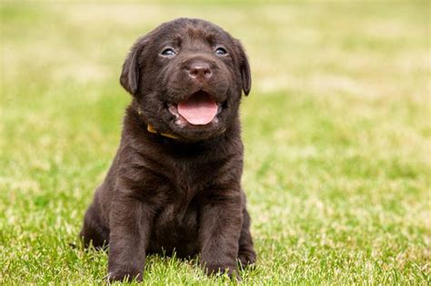Barna labrador kutya