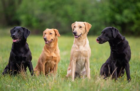 Labrador retriever család
