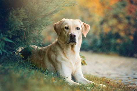 Labrador retriever szőrápolás
