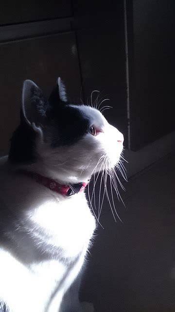 profil macska lépések