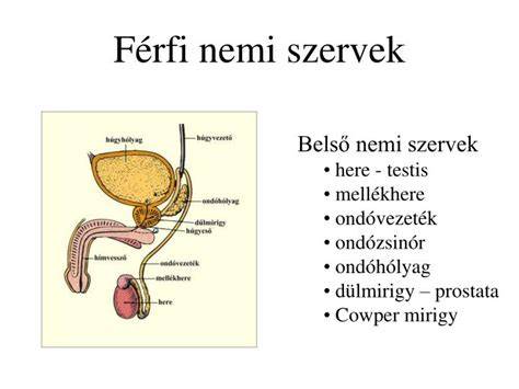 Diagram: férfi és női nemi szervek higiéniai ápolása