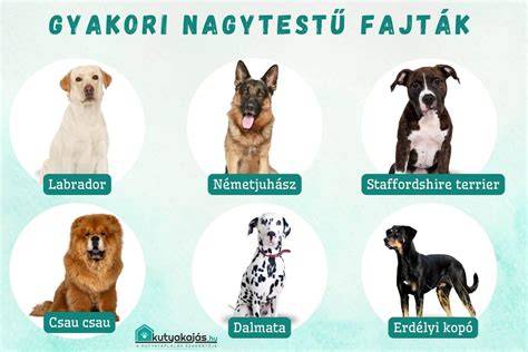 kutya sampontípusok összetevői infografika